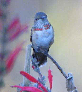 Rufous Hummingbird imm. male on bush Yonkers, NY 23Nov01 295a.jpg (10932 bytes)