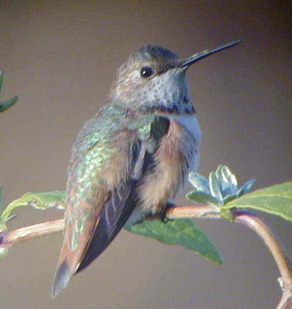 Rufous Hummingbird imm. male on bush Yonkers, NY 23Nov01 308a.jpg (27104 bytes)