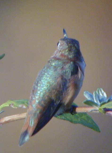 Rufous Hummingbird imm. male on bush Yonkers, NY 23Nov01 315a.jpg (17261 bytes)