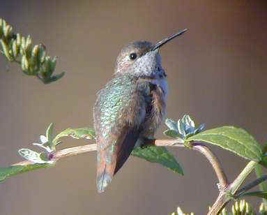 Rufous Hummingbird imm. male on bush Yonkers, NY 23Nov01 331a.jpg (11357 bytes)