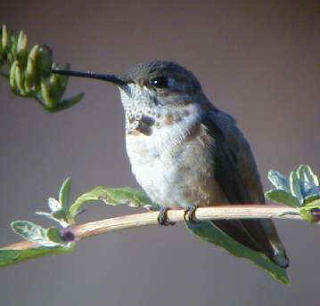Rufous Hummingbird imm. male on bush Yonkers, NY 23Nov01 375a.jpg (10822 bytes)