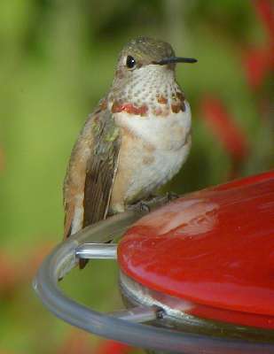 Rufous Hummingbird imm. male on feeder Yonkers, NY 23Nov01 428a.jpg (10864 bytes)