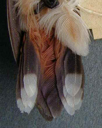 Rufous Hummingbird imm male AZ 13Aug1940 CU11753 382a.jpg (17986 bytes)