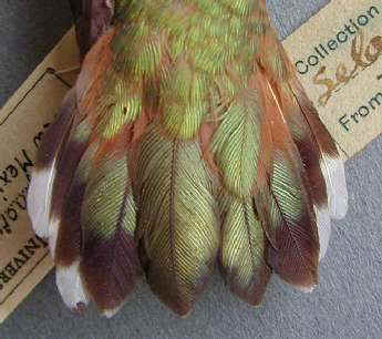 Rufous Hummingbird imm male tail NM,10Aug1901 CU5404 377a.jpg (18157 bytes)