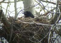 SCAS01-on-nest-077.jpg (6901 bytes)