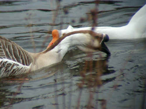 Swan-Goose053aw.jpg (39116 bytes)