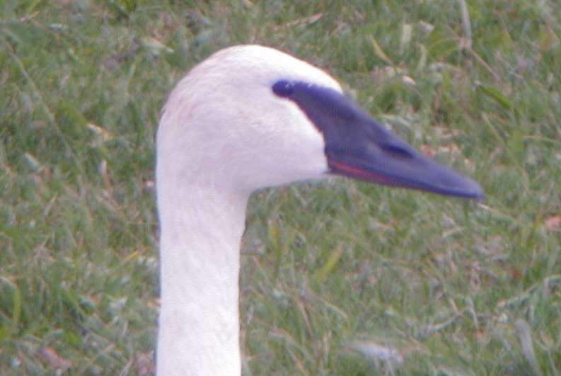 Trumpeter Swan Hogsback Rd. 14Oct01 974a head.jpg (36803 bytes)