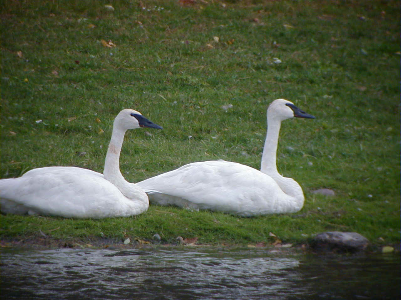 Trumpeter Swans Hogsback Rd. 14Oct01 970.jpg (212151 bytes)