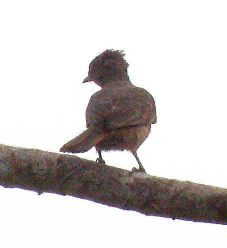 Unknown ExplorNapo, Peru 12Jul03 889a.jpg (68941 bytes)