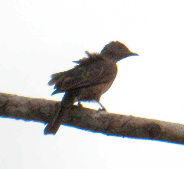 Unknown ExplorNapo, Peru 12Jul03 890a.jpg (82032 bytes)