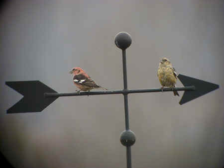 White-winged Crossbills on weather vane 5Dec01 694r.jpg (39853 bytes)