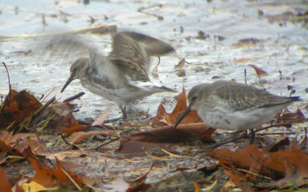 Whiterump-Dunlin701a.jpg (38872 bytes)