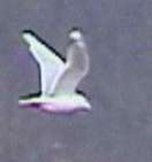 Woodb-Gull-22feb02-004aw.jpg (8659 bytes)