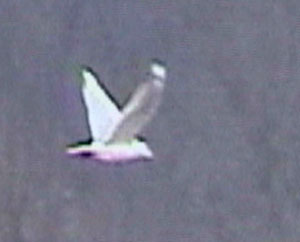 Woodb-Gull-22feb02-005aw.jpg (8997 bytes)