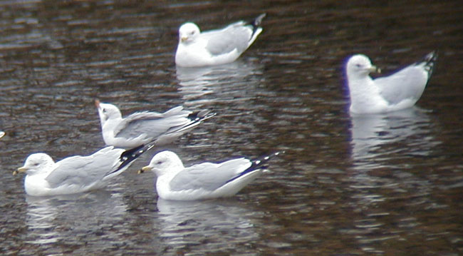 Woodb-Gull-22feb02-060aw.jpg (56375 bytes)