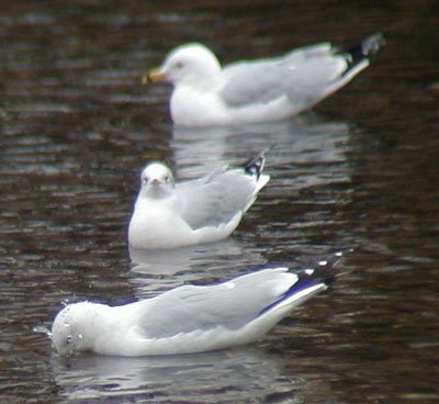 Woodb-Gull-22feb02-061aw.jpg (32212 bytes)