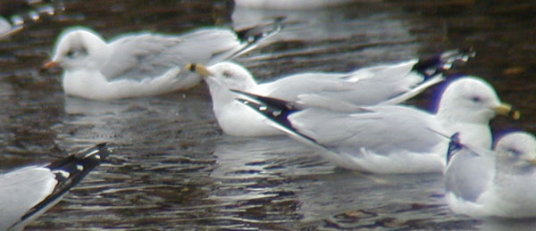 Woodb-Gull-22feb02-063aw.jpg (35919 bytes)