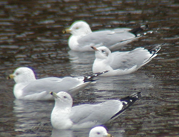 Woodb-Gull-22feb02-064aw.jpg (69305 bytes)