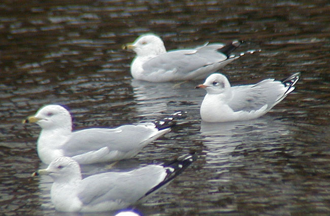 Woodb-Gull-22feb02-065aw.jpg (69902 bytes)