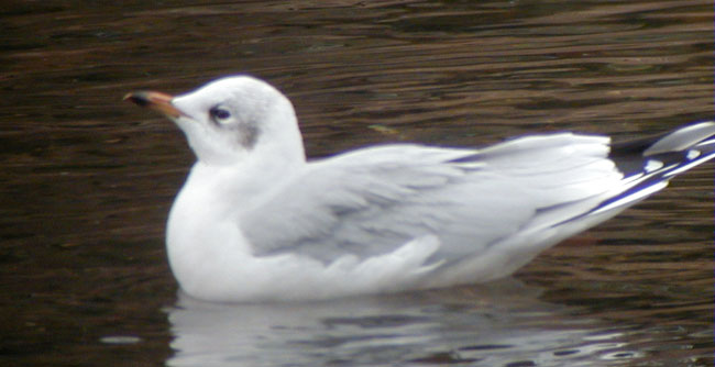 Woodb-Gull-22feb02-066aw.jpg (38808 bytes)