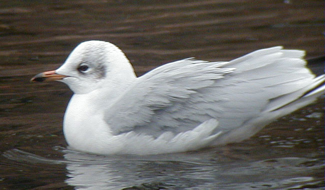 Woodb-Gull-22feb02-067aw.jpg (53954 bytes)