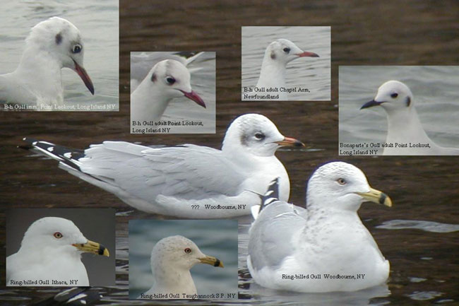 Woodb-Gull-22feb02-070-head.jpg (55670 bytes)