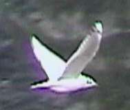 Black-headed Gull hybrid Woodbourne, NY 22Feb02 014a.JPG (3443 bytes)