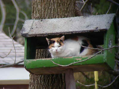 cat in feeder 11Nov01 239r.jpg (64953 bytes)