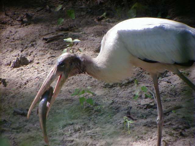 wstork1.jpg (41669 bytes)