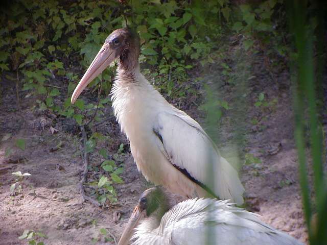wstork2.jpg (41801 bytes)