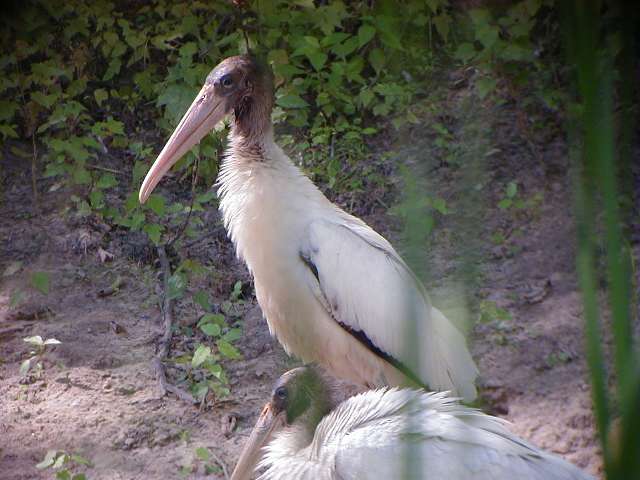 wstork2.jpg (41801 bytes)