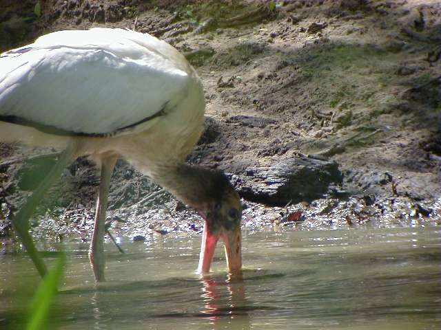 wstork3.jpg (51401 bytes)