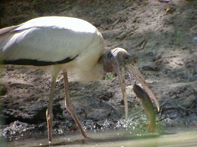 wstork4.jpg (41030 bytes)