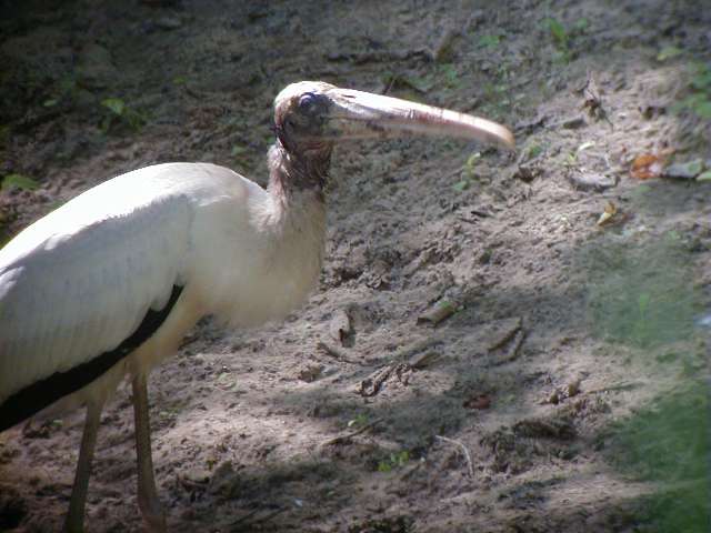 wstork5.jpg (40842 bytes)