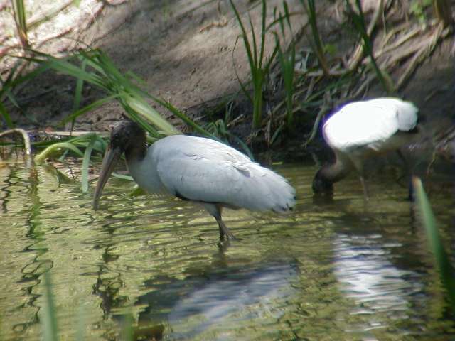 wstork6.jpg (41452 bytes)