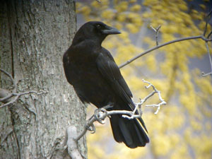 Crow-in-yellow-4070523ar.jpg (21653 bytes)