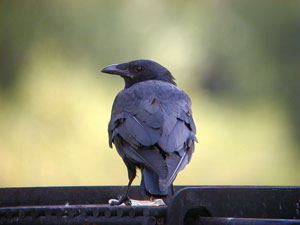 Fish-Crow-20Aug02-274a.jpg (12000 bytes)