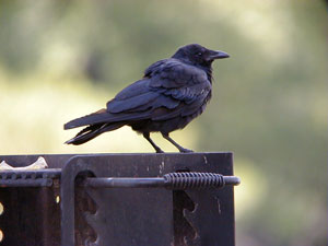 Fish-Crow-on-grill-20Aug02-.jpg (12717 bytes)