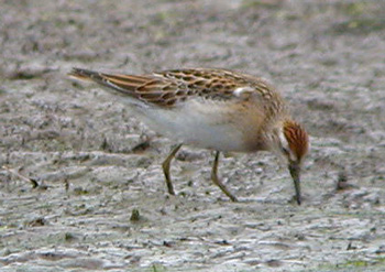 Sharp-tailed-Sandpiper-064a.jpg (43751 bytes)