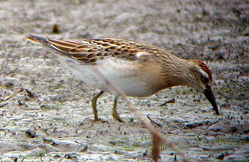 Sharp-tailed-Sandpiper-065a.jpg (33290 bytes)