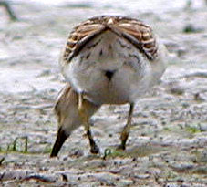 Sharp-tailed-Sandpiper-092a.jpg (17297 bytes)