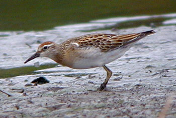 Sharp-tailed-Sandpiper-097a.jpg (25767 bytes)