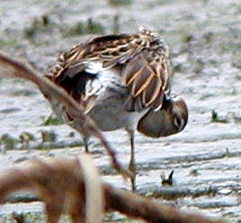 Sharp-tailed-Sandpiper-112a.jpg (23322 bytes)