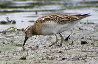 Sharp-tailed-Sandpiper-146a.jpg (38174 bytes)