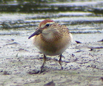 Sharp-tailed-Sandpiper-150a.jpg (36251 bytes)