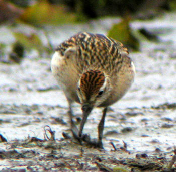 Sharp-tailed-Sandpiper-182a.jpg (39641 bytes)