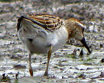 Sharp-tailed-Sandpiper-187a.jpg (42492 bytes)