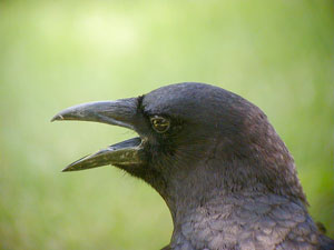 _S-panting-11Aug01-928ar.jpg (11881 bytes)