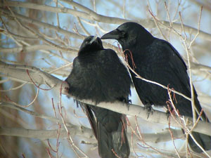 crows-allopreening-1Jan01-1.jpg (22511 bytes)
