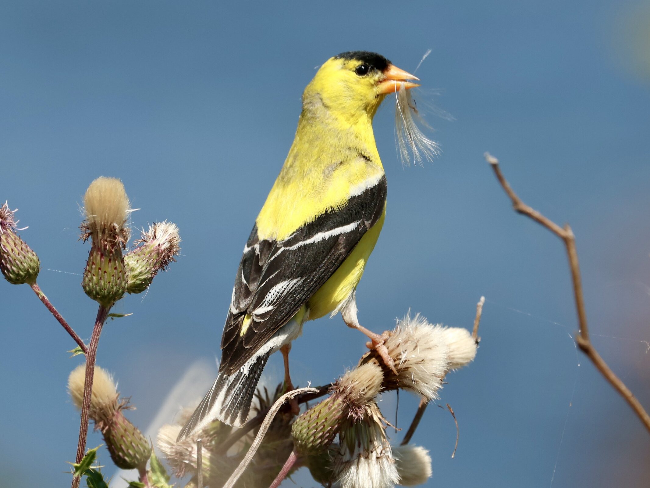 American Goldfinch eating thistle